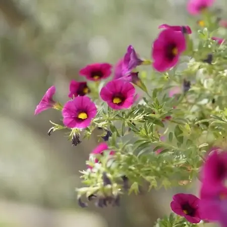 By The Sea Cove Kalebova Luka, - 20048 * Rogoznica (Sibenik-Knin)