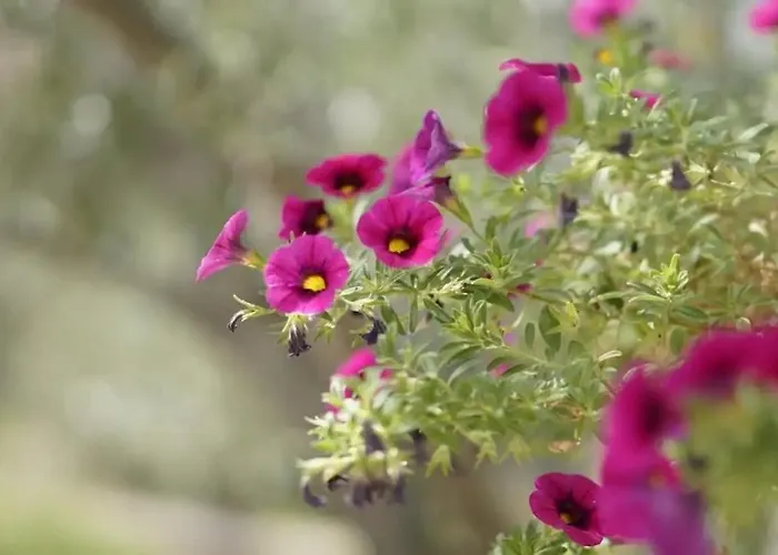 By The Sea Cove Kalebova Luka, - 20048 * Rogoznica (Sibenik-Knin)